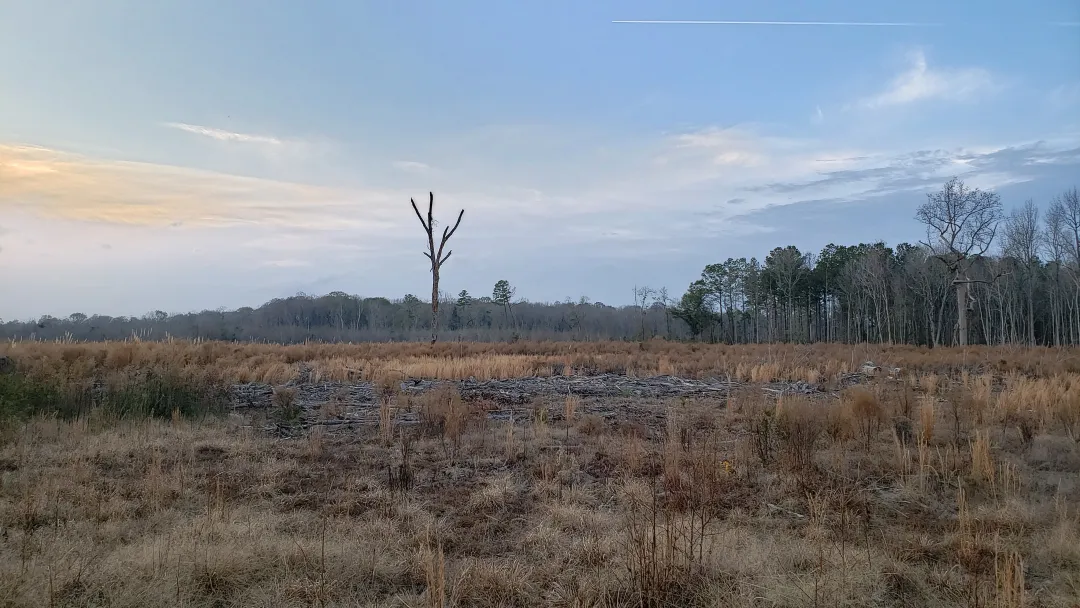 Longleaf Pines in Alabama 