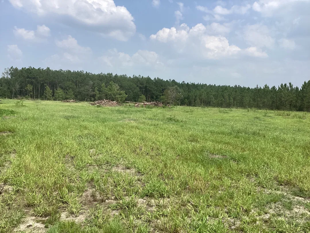 Longleaf Pines in Alabama 
