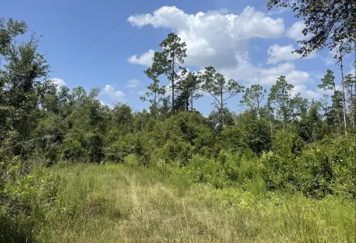 Calhoun County Hurricane Restoration Project in Florida