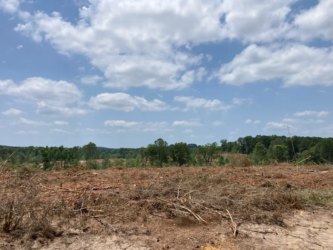 Longleaf Pines in Alabama 