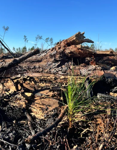 Calhoun County Hurricane Restoration Project in Florida